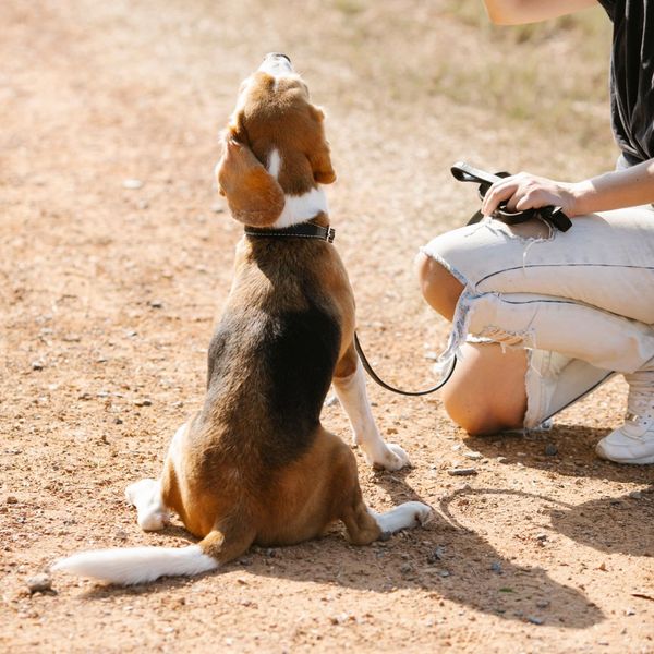 Puppy in training.