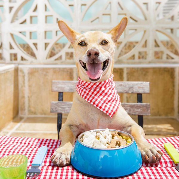 happy dog with food bowl