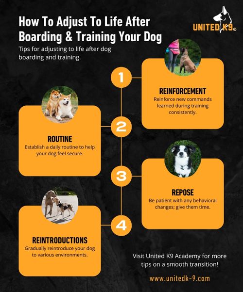 How To Adjust To Life After Boarding and Training Your Dog infographic