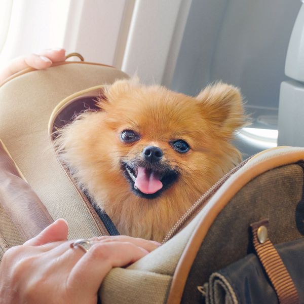 Pomeranian in bag  