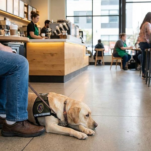 Understanding How Service Dogs Learn BB Image 4.jpg