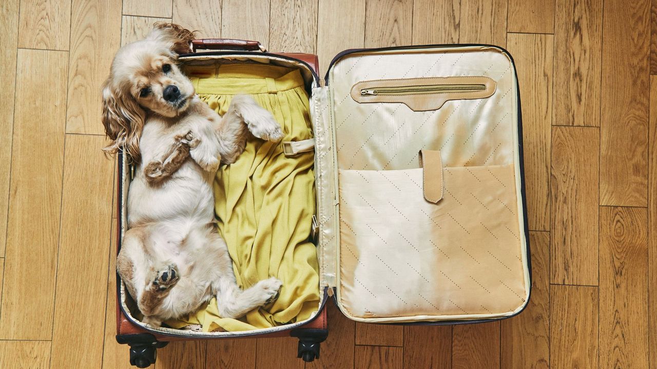 puppy laying in a suitcase 