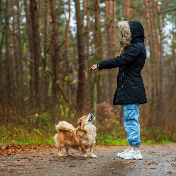 The Benefits of an Individualized Dog Training Program - Image 3.jpg