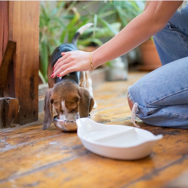 Puppy eating food.