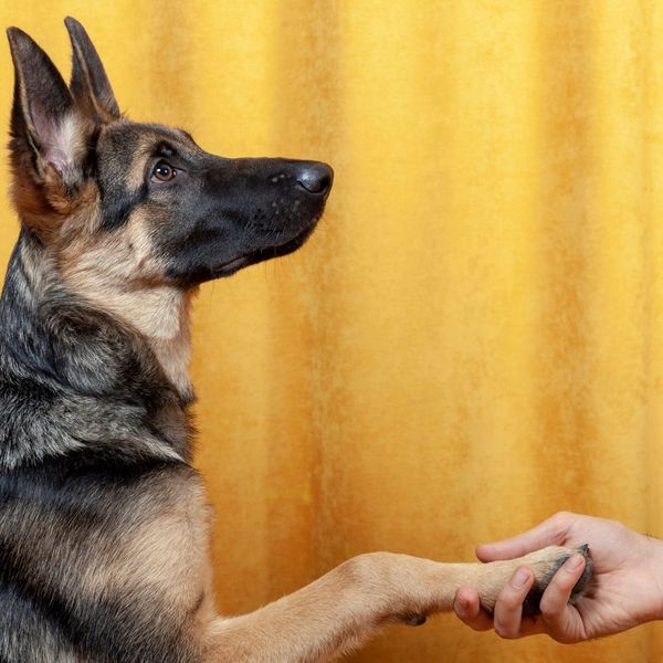 dog shaking a hand
