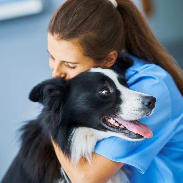 hugging border collie 