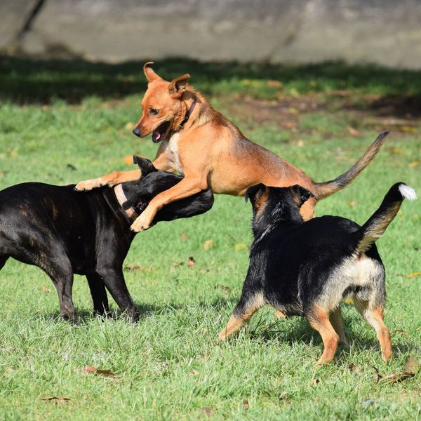 Dogs playing