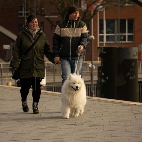 The Benefits of an Individualized Dog Training Program - Image 4.jpg