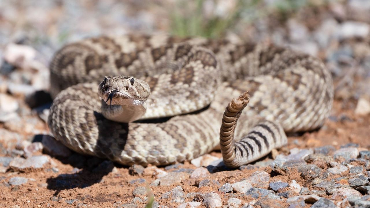 Close-up, realistic photo of a coiled rattlesnake in the wild with its tail raised and its tongue flicking out. Close-up, realistic photo of a coiled rattlesnake in the wild with its tail raised and its tongue flicking out.