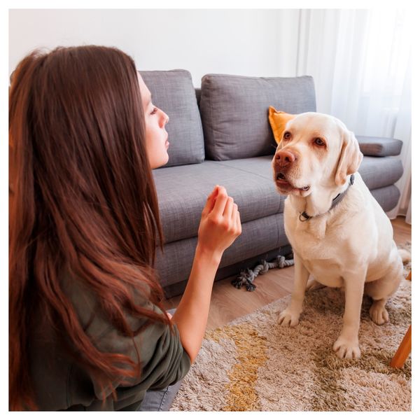 dog training with owner