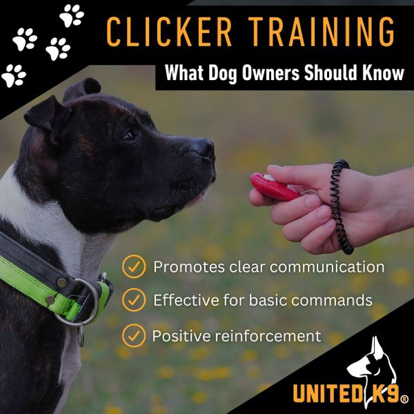 M37810 - Jan 2025 IG - The Basics of Clicker Training for Dogs.jpg