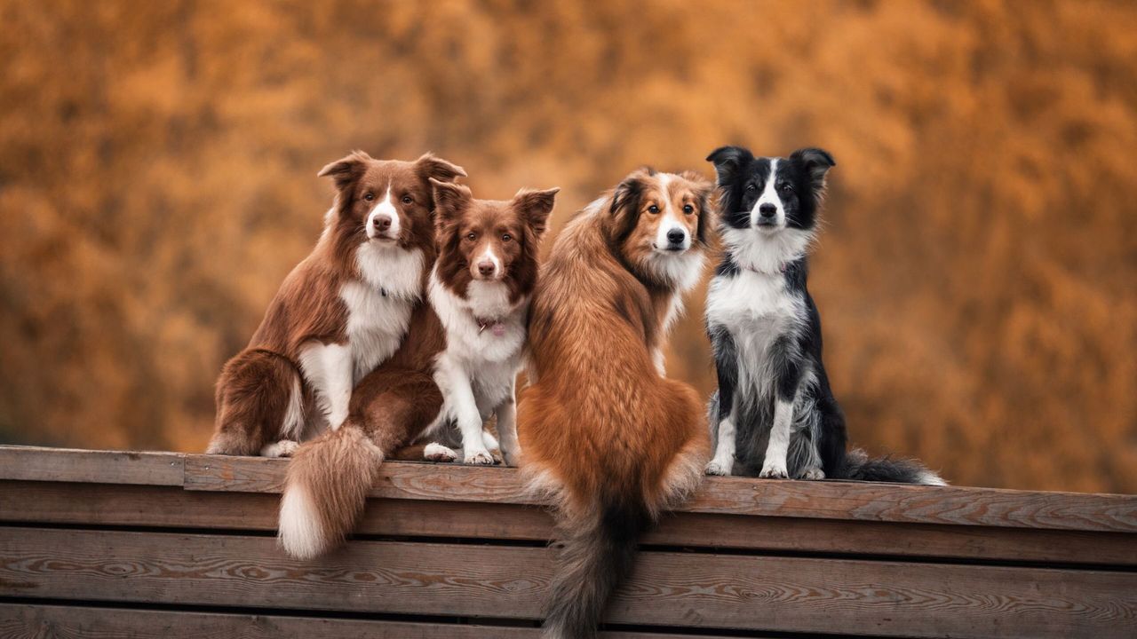 What to Expect From Group Dog Training.jpg