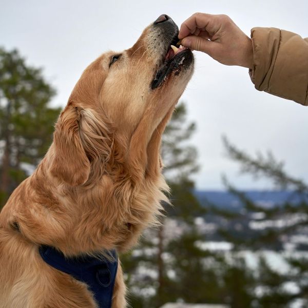 What to do If Your Puppy is Not Food Motivated - Image 2.jpg