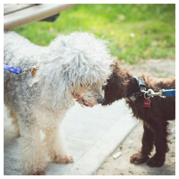 two dogs meeting