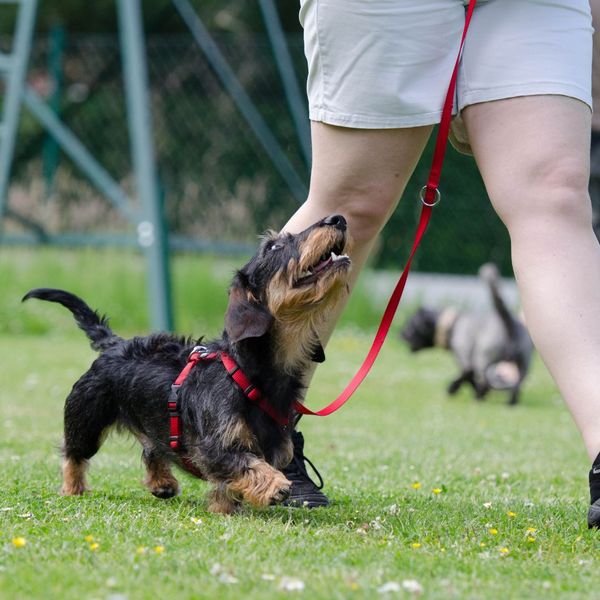 dog walking on a leash 