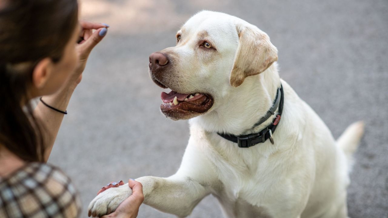 A dog shaking someones hand