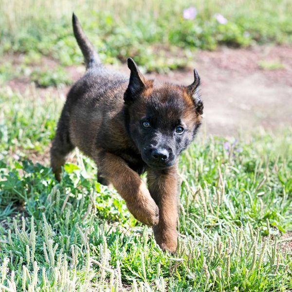 Puppy running around outside.