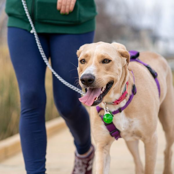 A handler is walking their large breed dog politely on a loose leash through a busy urban park setting.