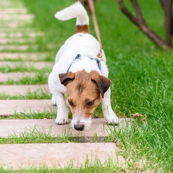 A Jack Russell Terrier dog is crouched low, sniffing a grassy patch between stepping stones on a garden path. A Jack Russell Terrier dog is crouched low, sniffing a grassy patch between stepping stones on a garden path.
