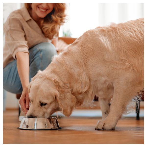 dog eating in bowl