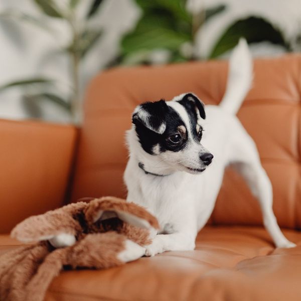 The Age Cycles of Your Puppy - 3.jpg