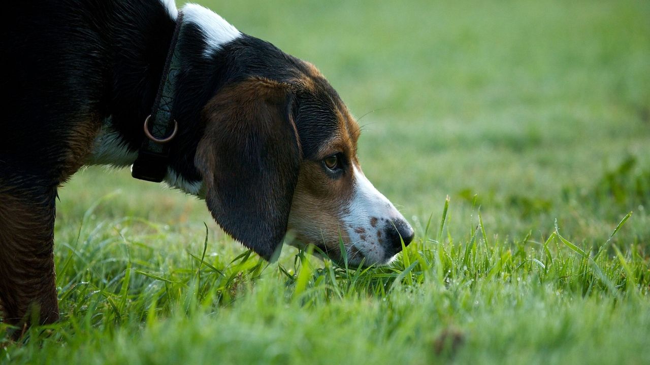 Extreme close-up of a Beagle or similar hound dog's head lowered, intensely sniffing the damp, grassy ground. Extreme close-up of a Beagle or similar hound dog's head lowered, intensely sniffing the damp, grassy ground.