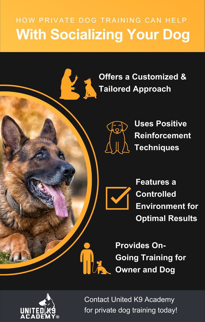 M37810 - United K9 Academy - How Private Dog Training Can Help with Socializing Your Dog.jpg