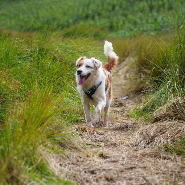 A happy, medium-sized white and brown dog runs down a grassy, winding path in a field with its tail high. A happy, medium-sized white and brown dog runs down a grassy, winding path in a field with its tail high.