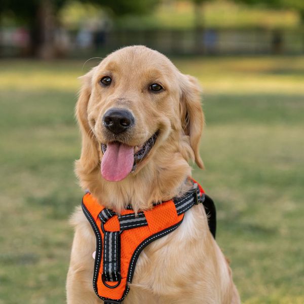 retreiver smiling in a harness
