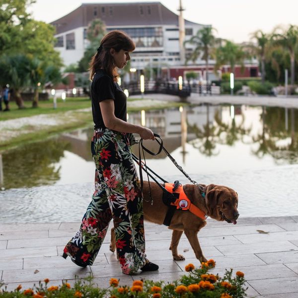 service dog on a walk with owner