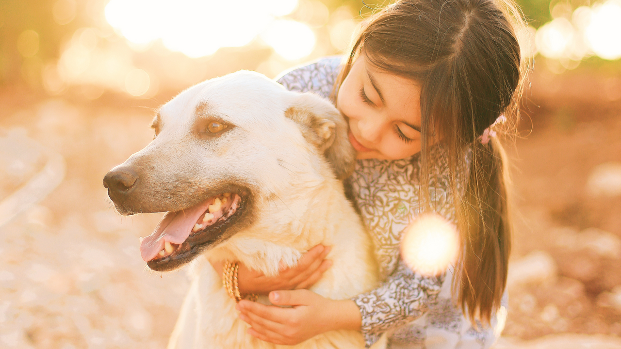 The Different Types of Training Programs Available For Your Dog - Hero.png