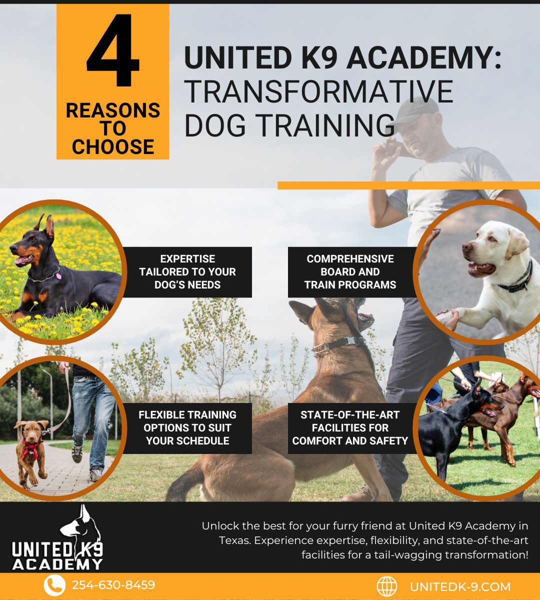 M37810 - Infographic - Feb 2024 -  Four Reasons to Pick United K9 Academy for Boarding and Training Your Dog.jpg