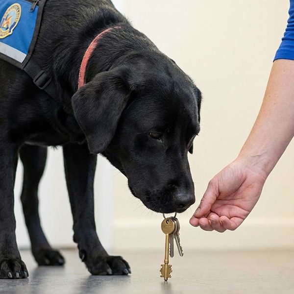 Understanding How Service Dogs Learn BB Image 3.jpg