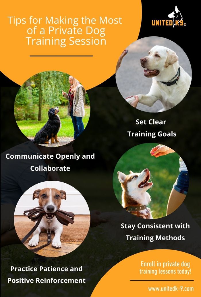 M37810 Tips for Making the Most of a Private Dog Training Session infographic.jpg