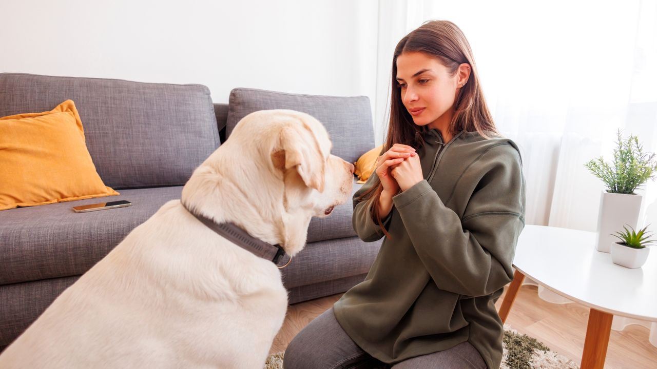 dog training with owner