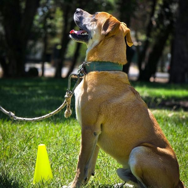 The Benefits of an Individualized Dog Training Program - Image 2.jpg