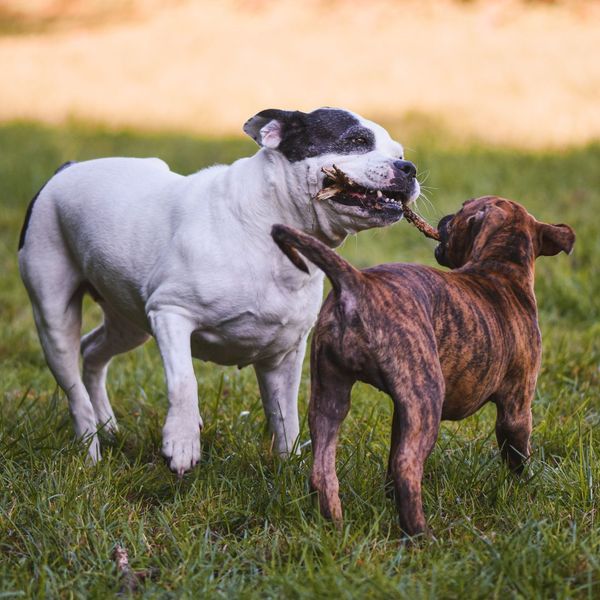 Dogs playing with a rope