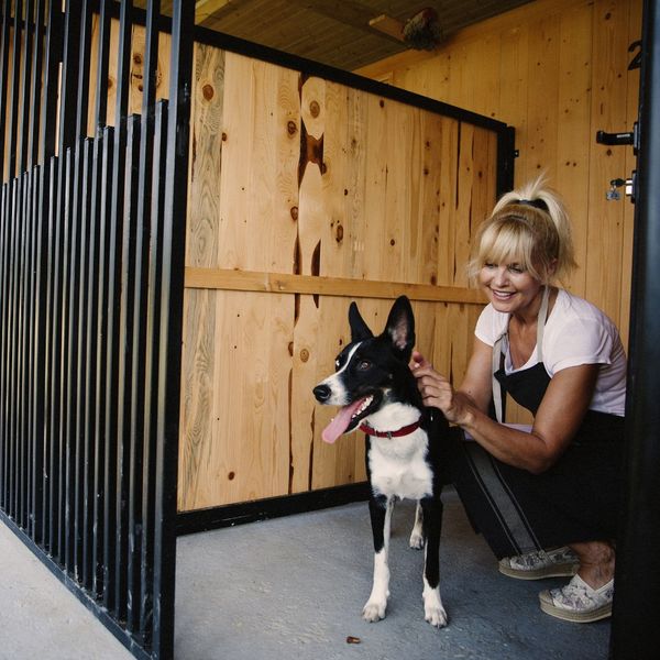 dog in a boarding area 