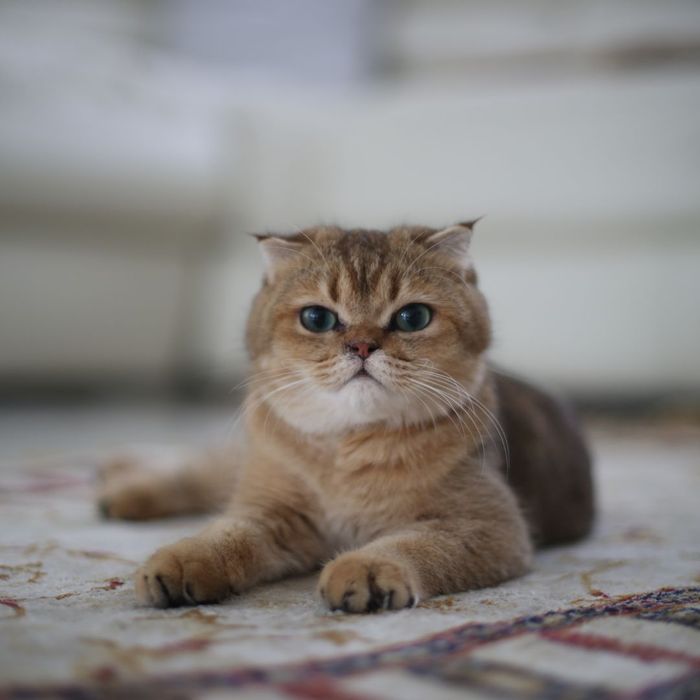 cat sitting on a carpet