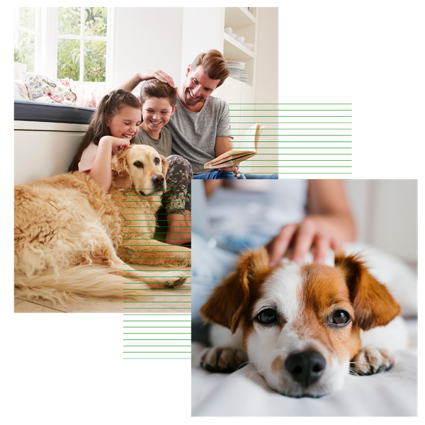 Pet Stain and Odor Removal 4.png