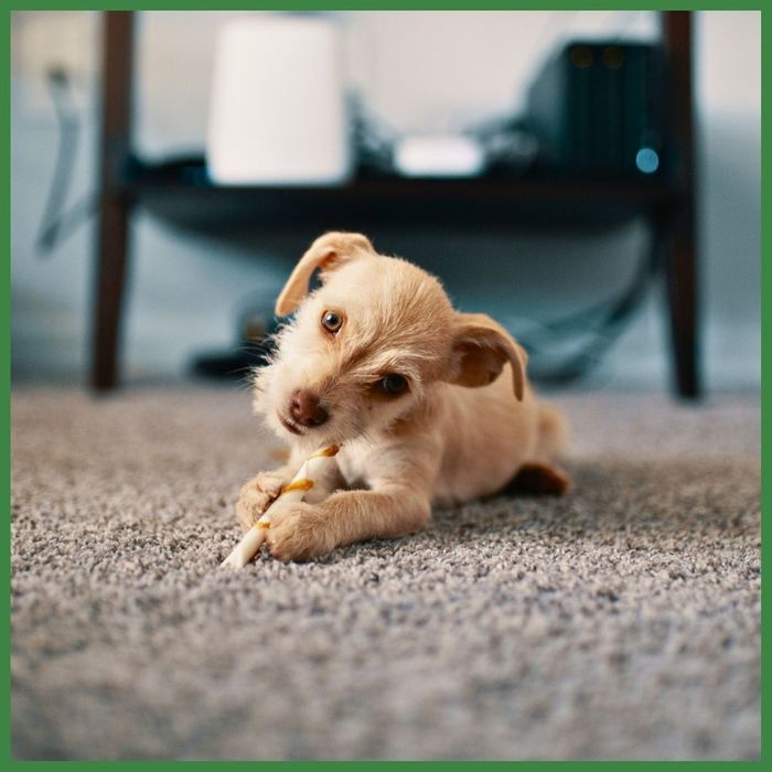 puppy on carpet