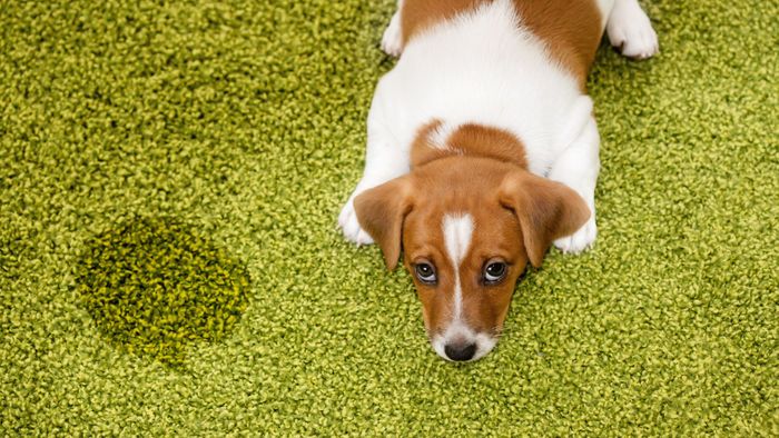 dog laying beside a urine stain on the carpet