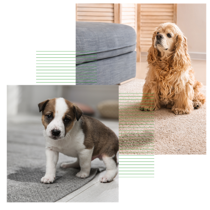 Pet Stain and Odor Removal 1.png