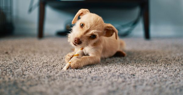 Why DIY Carpet Cleaning May Not Be the Best Option-Hero.jpg