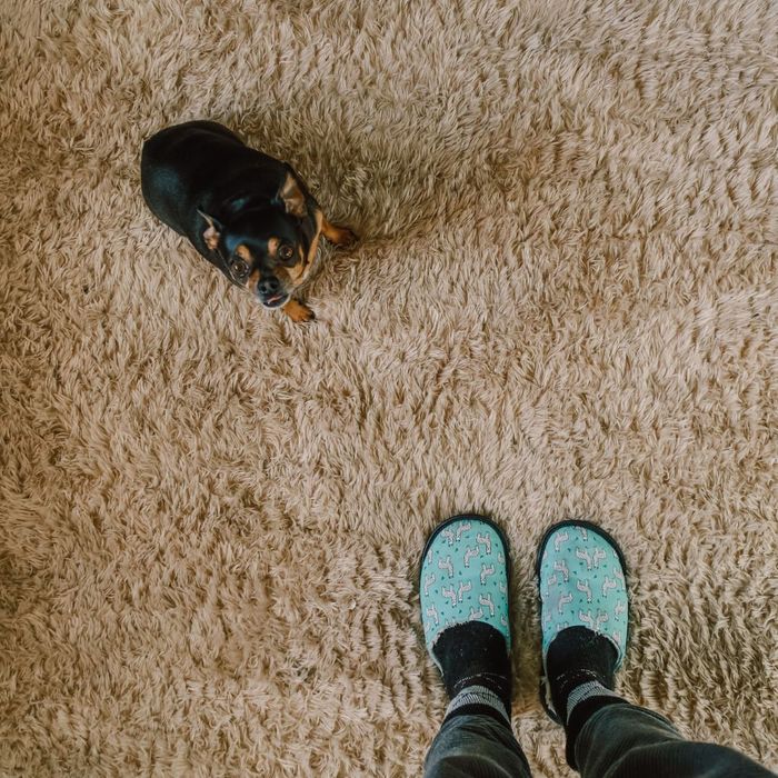 puppy sitting on a dirty carpet