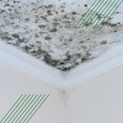 Mold Restoration Services-1.png