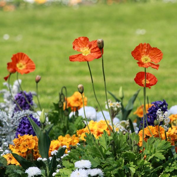 flowers in garden bed flowers in garden bed