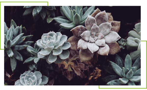 Xeriscaping - Image 2.png