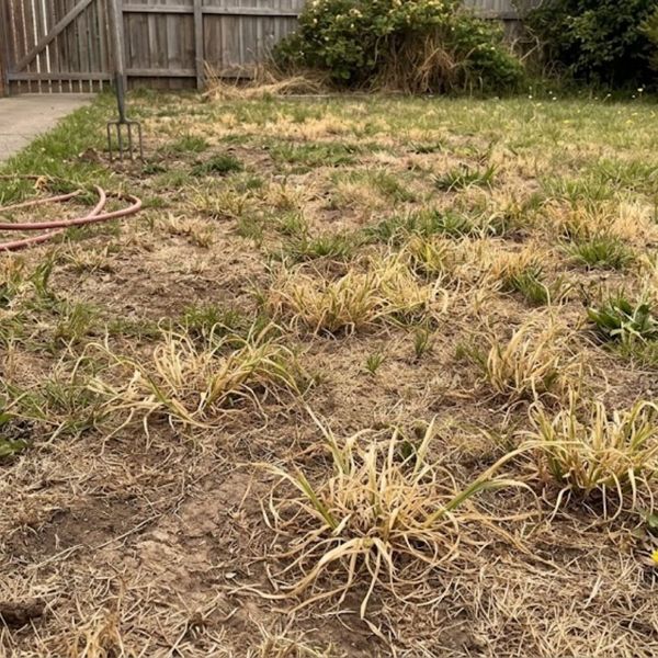 wilted and thinning grass in lawn