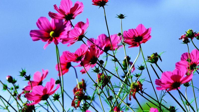 beautiful flowers against blue sky